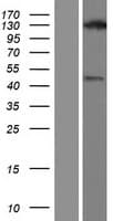 USP43 Protein (Over-Expression Lysate Myc-DDK (Flag))