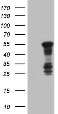 BHLHE41 / BHLHB3 / SHARP1 Antibody (aa1-297, clone OTI11B5)