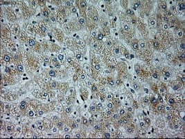 NEUROG1 / NGN1 / Neurogenin 1 Antibody (clone OTI15A7, Carrier-free)