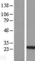 IL24 Protein (Over-Expression Lysate Myc-DDK (Flag))