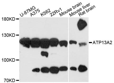 ATP13A2 Antibody