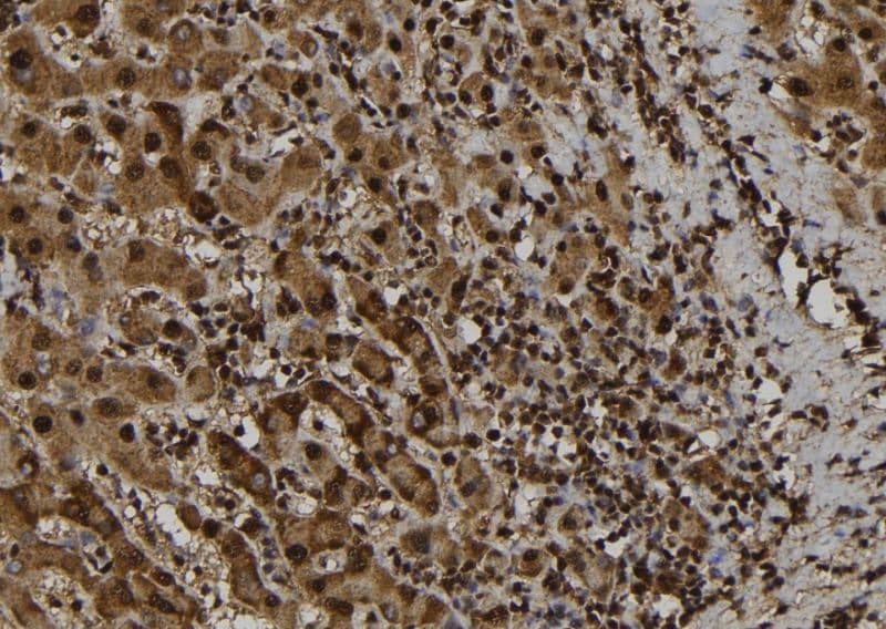 PYDC1 Antibody
