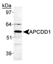 APCDD1 Antibody (Internal)