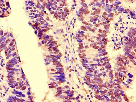 NOTCH3 Antibody