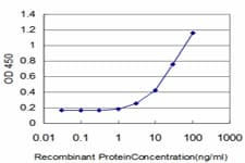 EIF4G3 Antibody (clone 1H5)