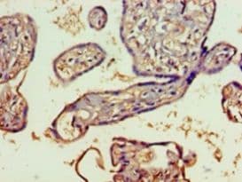 SPATS2L Antibody (aa1-395, FITC)