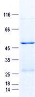 Human ANXA2R / AX2R Protein (Recombinant GST, N-terminus + His, C-terminus)