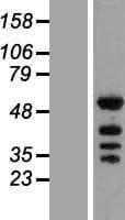KHDRBS2 / SLM-1 Protein (Over-Expression Lysate Myc-DDK (Flag))