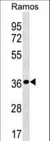 Polyclonal Rabbit anti-Human MRPL19 Antibody (aa49-76, WB)
