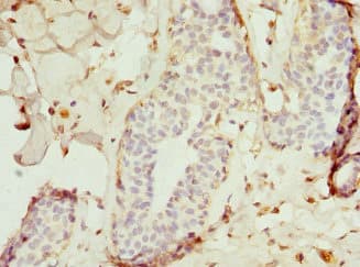 TRAF4 Antibody