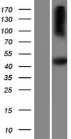 SH2D5 Protein (Over-Expression Lysate Myc-DDK (Flag))