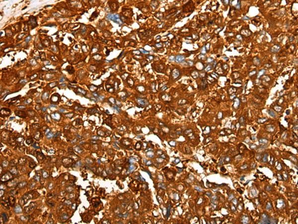 PEAR1 Antibody