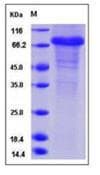 Human FST / Follistatin Protein (Recombinant Human IgG Fc, C-terminus)