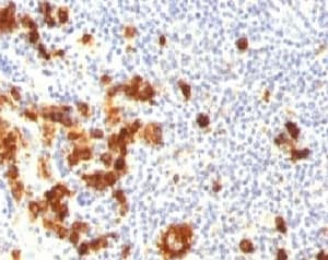 SSEA-1 / Lewis x / CD15 Antibody (clone FUT4/815 + BRA-4F1, Azide-free, BSA-free)
