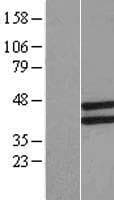 LETMD1 / HCCR1 Protein (Over-Expression Lysate Myc-DDK (Flag))