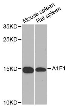 Polyclonal Rabbit anti-Human AIF1 / IBA1 Antibody (IHC, IF, WB)