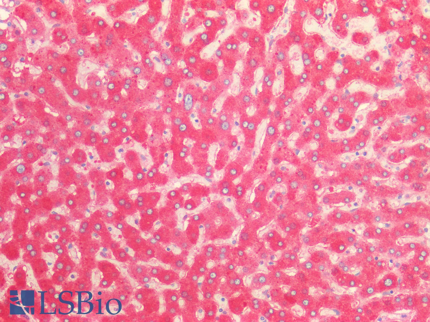 PathPlus™ HP / Haptoglobin Antibody