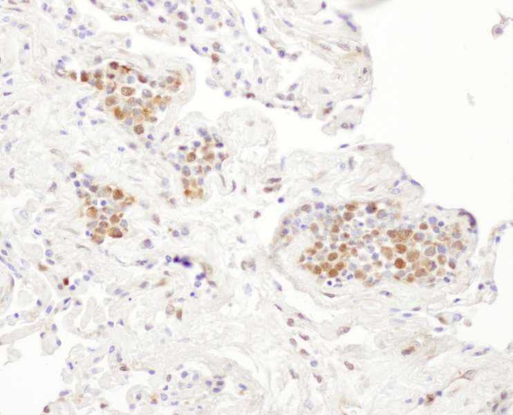 PTGES3 / p23 Antibody (aa110-160)