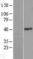 ZNF114 Protein (Over-Expression Lysate Myc-DDK (Flag))