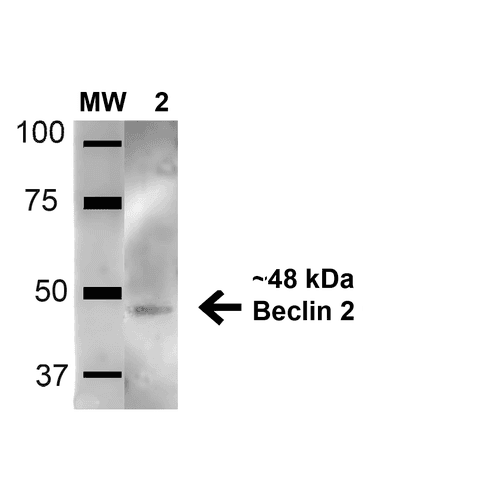 BECN2 Antibody (FITC)
