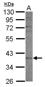 IHC-plus™ CYP2F / CYP2F1 Antibody