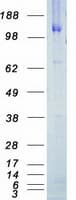Human ERBB4 / HER4 Protein (Recombinant Myc-DDK (Flag))