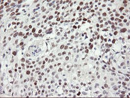 TLE1 / TLE 1 Antibody (clone OTI1D6)