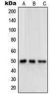 OPRD1 / Delta Opioid Receptor Antibody (C-Terminus)
