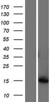 AKR1C8P / AKR1CL1 Protein (Over-Expression Lysate Myc-DDK (Flag))