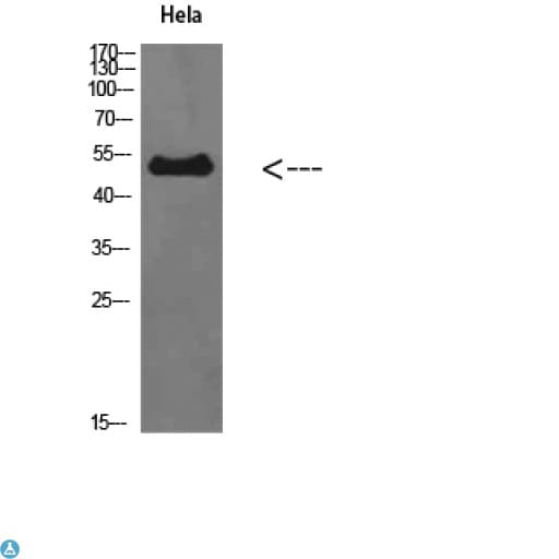 EDNRB / Endothelin B Receptor Antibody