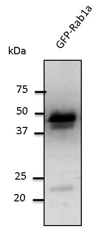 IHC-plus™ RAB1A Antibody (C-Terminus)