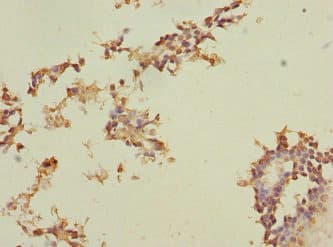 PEG1 / MEST Antibody