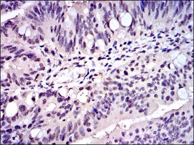 SKP1 Antibody (clone 4E+11)