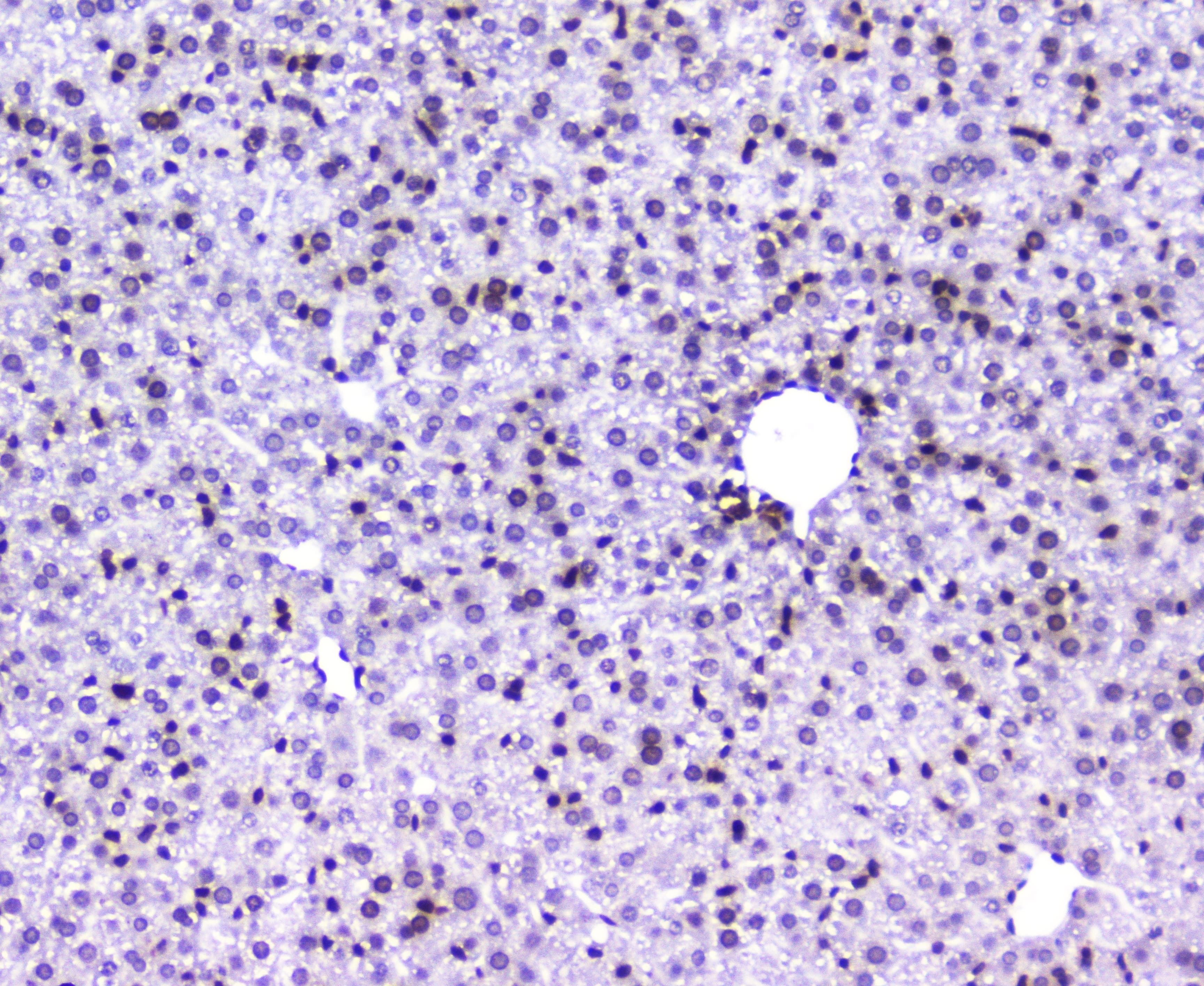 AHR Antibody