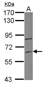 ZNF282 Antibody