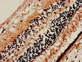 SLC32A1 / VGAT Antibody