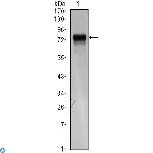 FLT4 / VEGFR3 Antibody