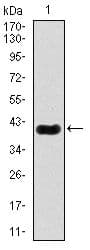 MEF2C Antibody (Amino Acid: 1-125, clone 6H2G2)