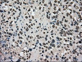 DHFR Antibody (clone OTI3A11, Carrier-free)