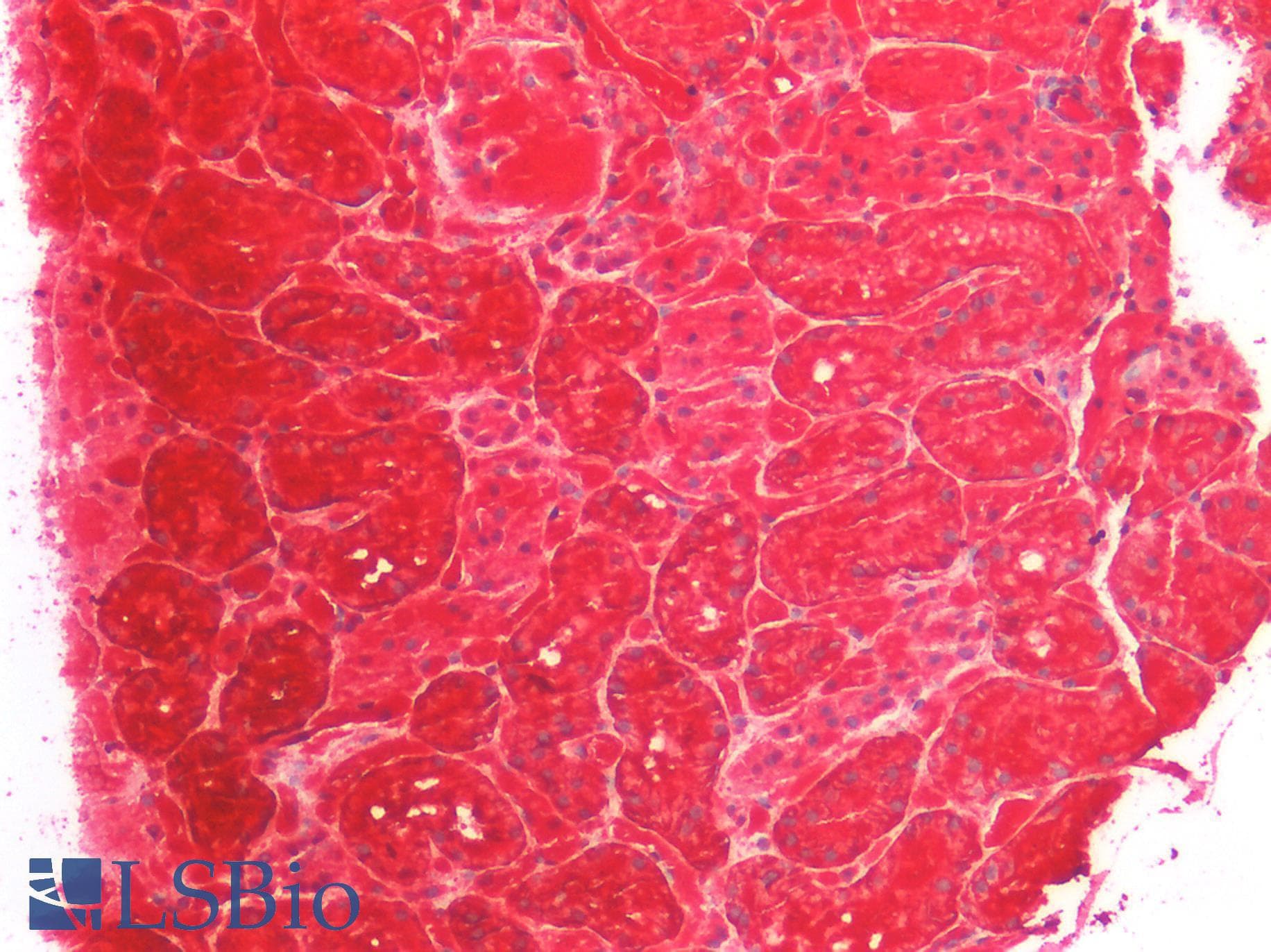 IHC-plus™ AQP1 / Aquaporin 1 Antibody (clone OTI2D10)