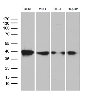 RFC3 Antibody (clone OTI1C7)