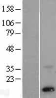PSENEN / PEN-2 Protein (Over-Expression Lysate Myc-DDK (Flag))