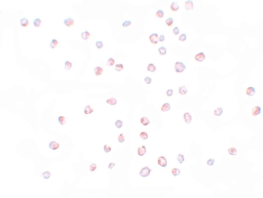 IHC-plus™ Polyclonal Rabbit anti-Human KPNA3 / Importin Alpha 4 Antibody (IHC, IF, WB)