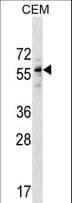DPH2 Antibody (aa121-148)