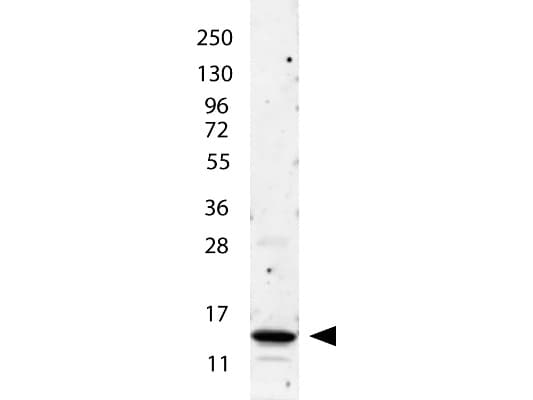IL2 Antibody