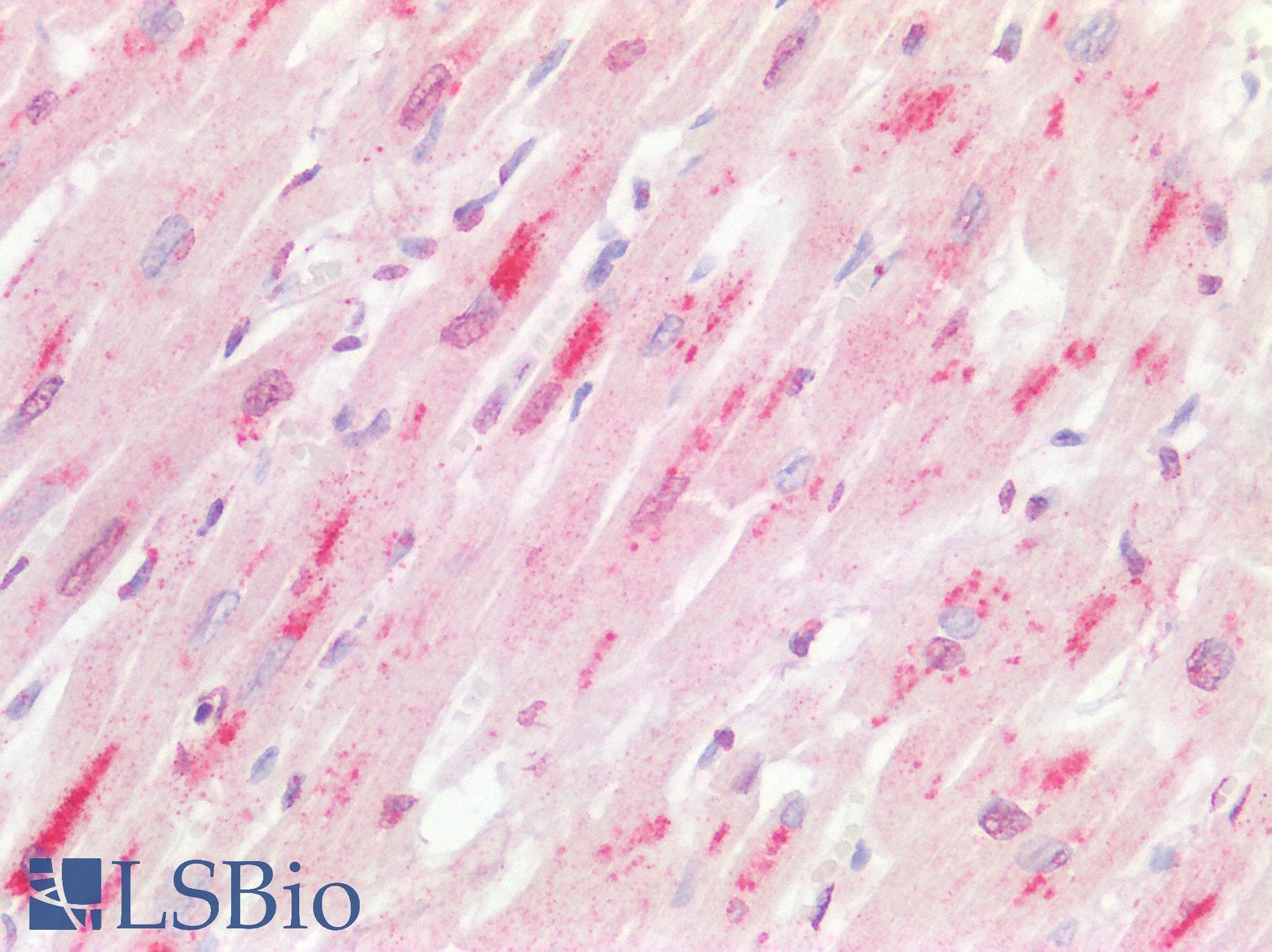 NLRX1 Antibody (C-Terminus)