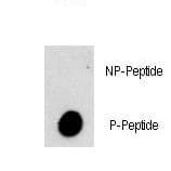 PIK3C3 / VPS34 Antibody (phospho-Ser282)
