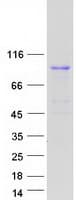 Human BRF1 Protein (Recombinant Myc-DDK (Flag))