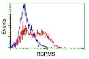 RBPMS / Hermes Antibody (clone OTI4A11, Carrier-free)