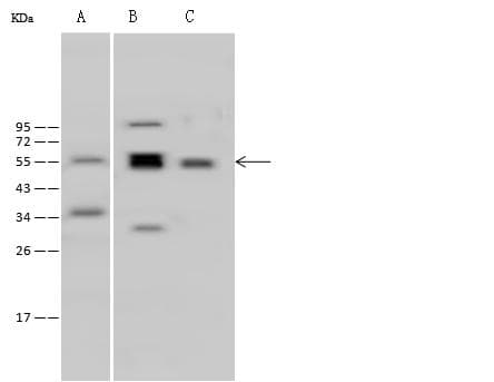 Polyclonal Rabbit anti-Human PHGDH Antibody (Preservative Free, IHC, IF, WB)